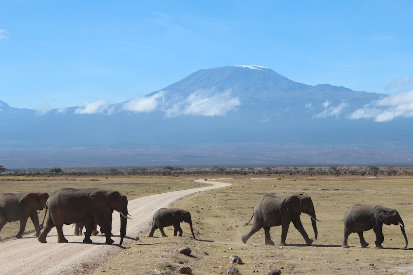 4 Day Marvels of Amboseli Trip