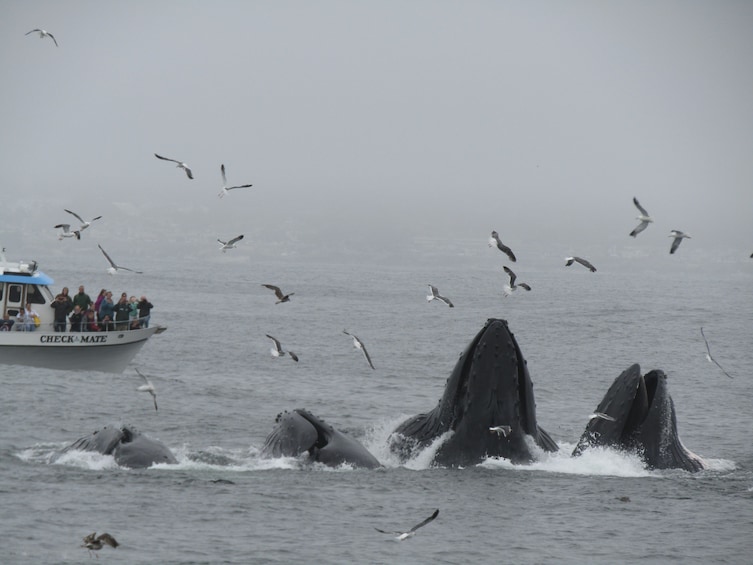 Whale Watching Monterey Bay With Sea Goddess