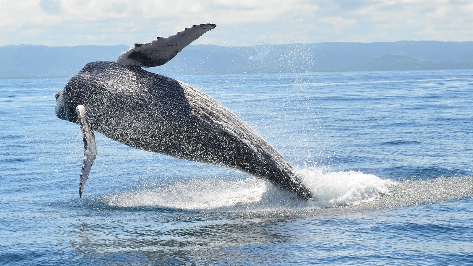 Whale Watching Cruise - Monterey Bay with Sea Goddess