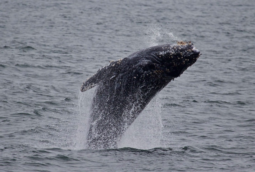 Whale Watching Monterey Bay With Sea Goddess