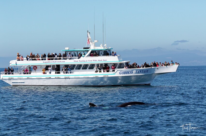 Whale Watching Tours Monterey Bay With Sea Goddess