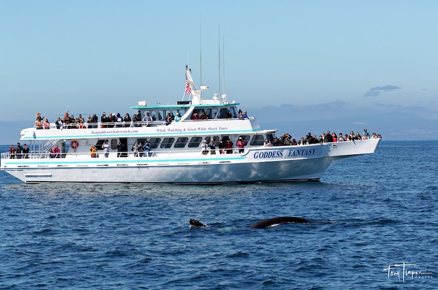 Whale Watching Tours Monterey Bay With Sea Goddess