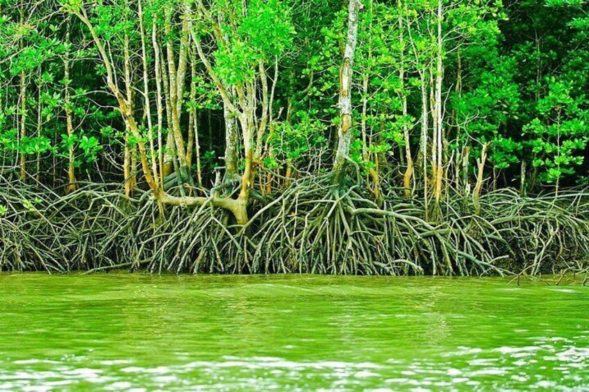 Mangrove Sightseeing