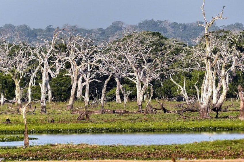 Wilpattu National Park Private Safari