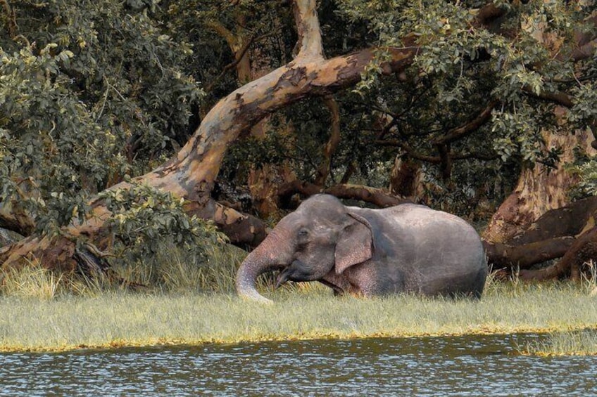 Wilpattu National Park Private Safari