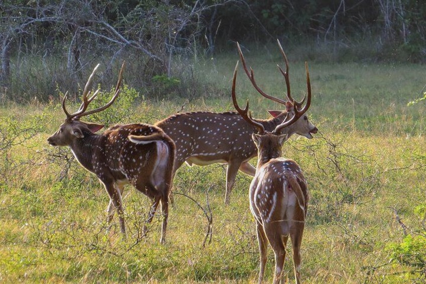 Wilpattu National Park Private Safari