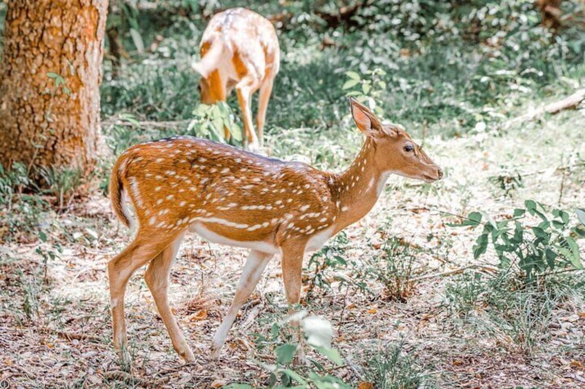 Wilpattu National Park Private Safari