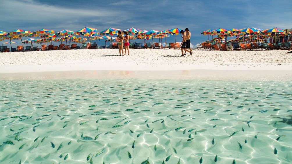 Phuket to Phi Phi Island Enjoy Snorkeling & Colourful Fishes