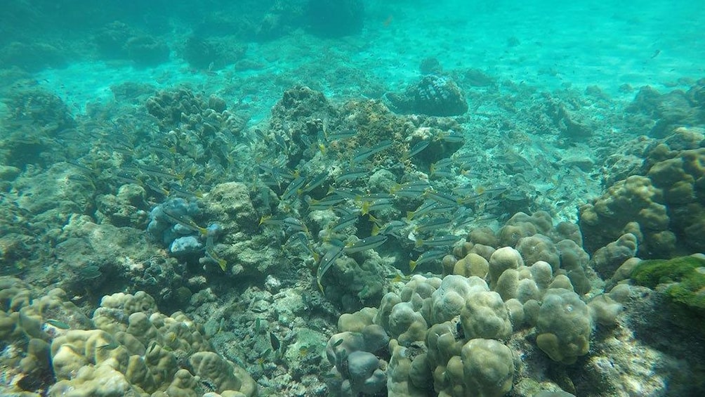 Phuket to Phi Phi Island Enjoy Snorkeling & Colourful Fishes
