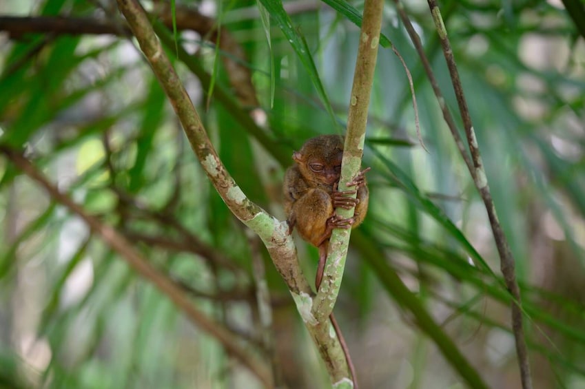 A Bohol Journey from Cebu