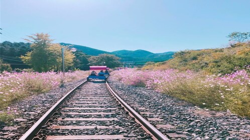 Nami Island+Garden of Morning Calm+ Gangchon Rail Bike