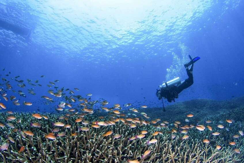 Beginner Scuba Diving Experience in Bali