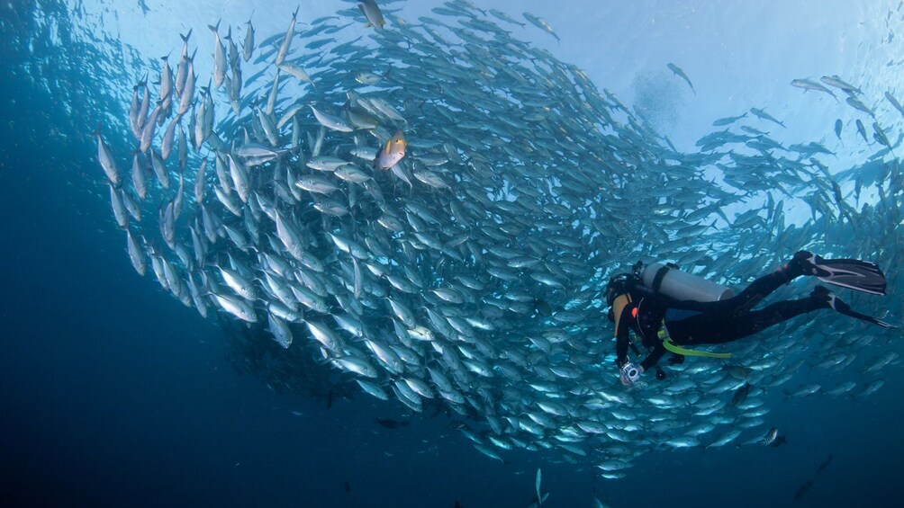 Beginner Scuba Diving Experience in Bali