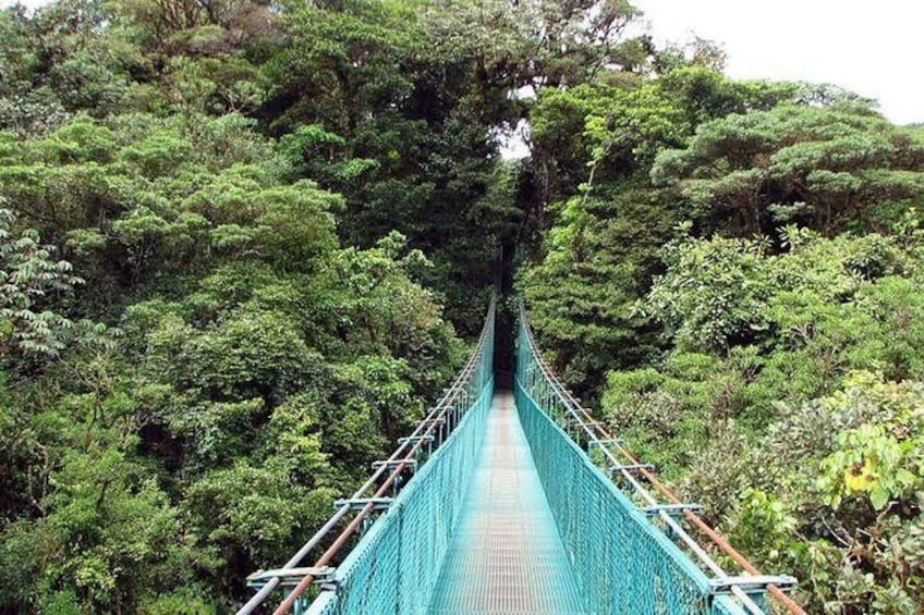 Monteverde Cloud Forest Suspension Bridges