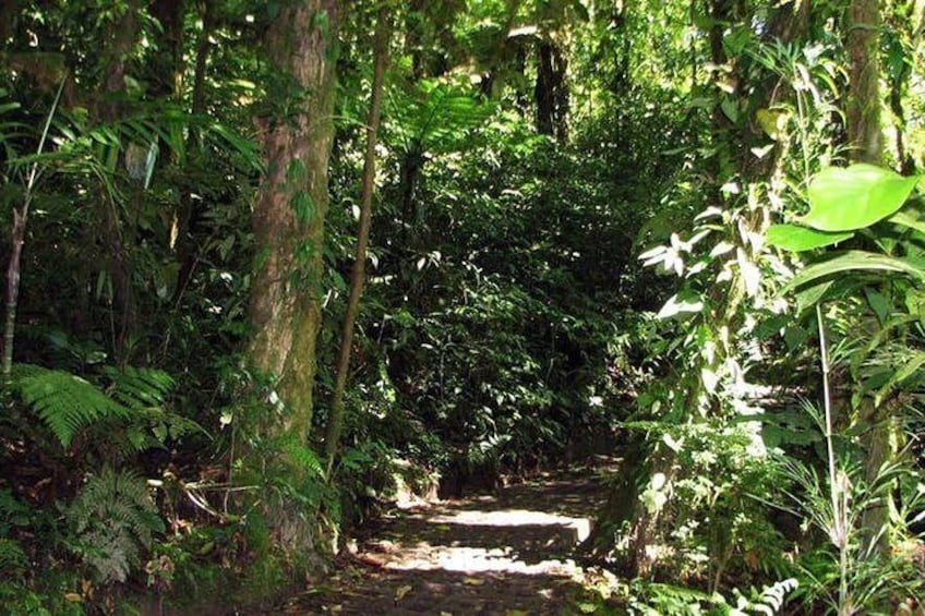 Monteverde Cloud Forest Suspension Bridges