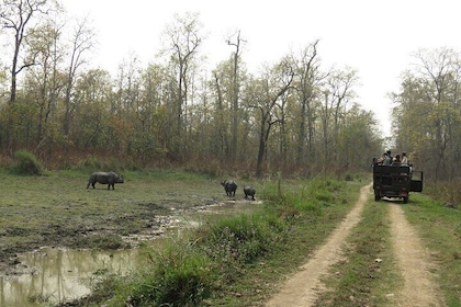 Jeep Safari (8-10 hrs., Private)inside Chitwan National Park.