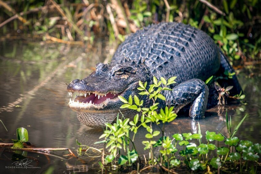 Cajun Bayou & Swamp Tour - New Orleans (Self Transport)
