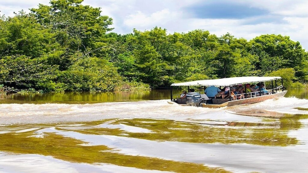 Cajun Bayou & Swamp Tour - New Orleans (Self Transport)