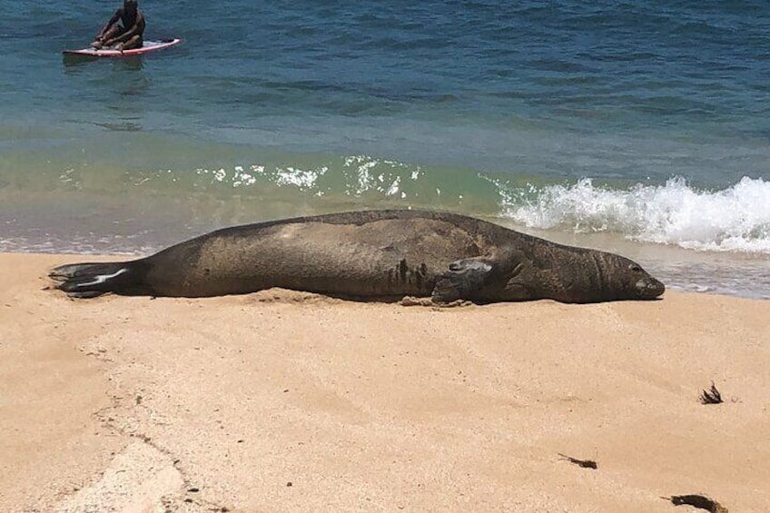 Sleeping monk seals