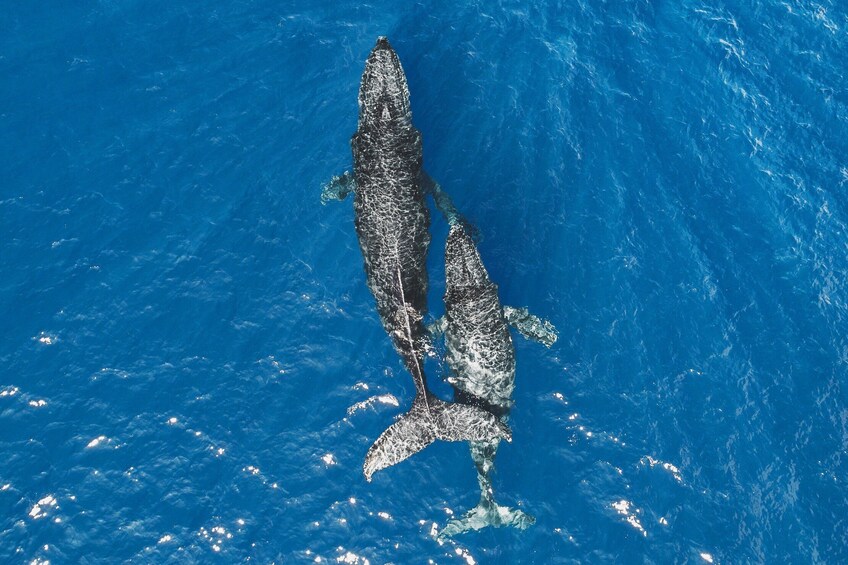 Miches Whale Watching &(Cayo Levantado) Bacardi Island Tour