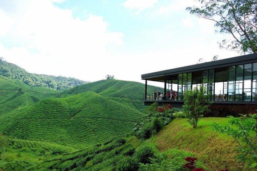 Try the famous tea produce while overlooking the tea valley