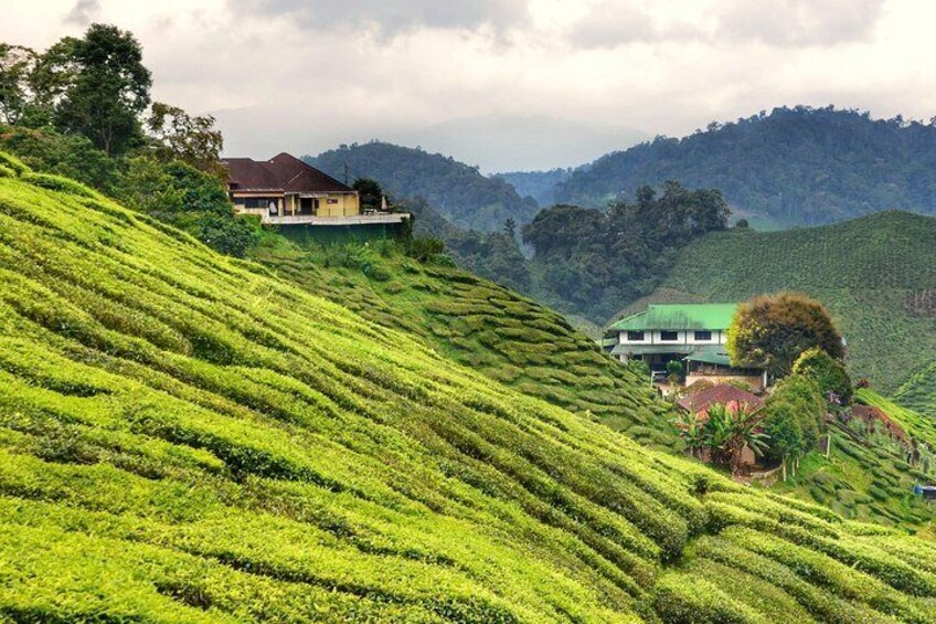 Picturesque Boh Tea Plantation