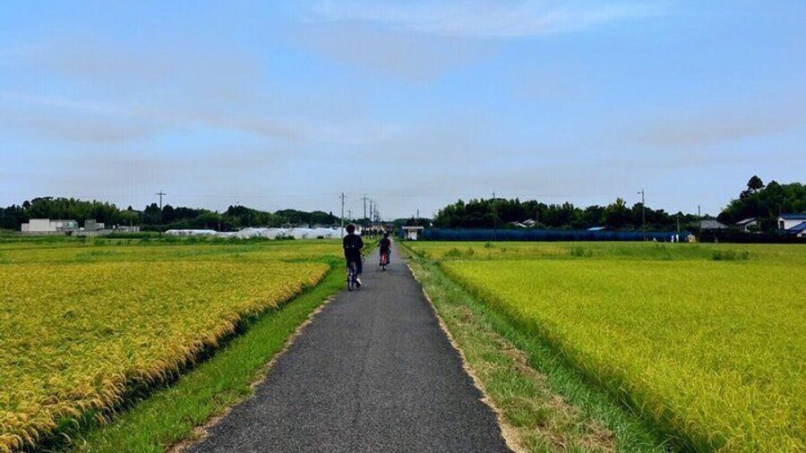 Cycling in rice fileds