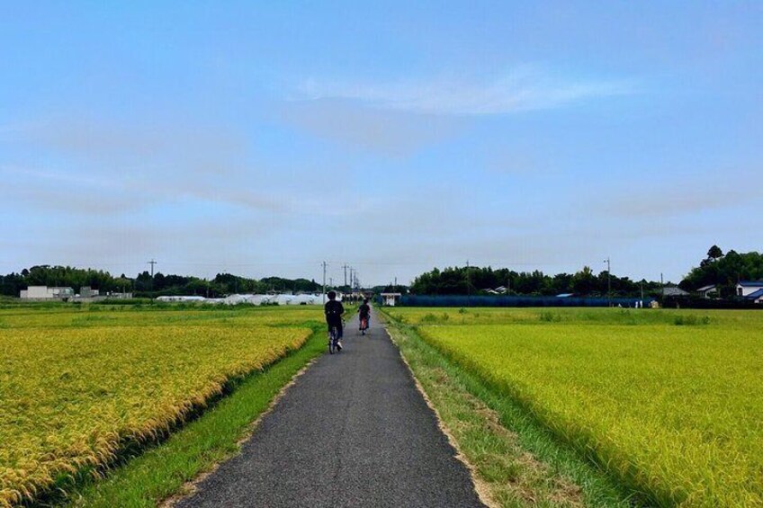 Cycling in rice fileds