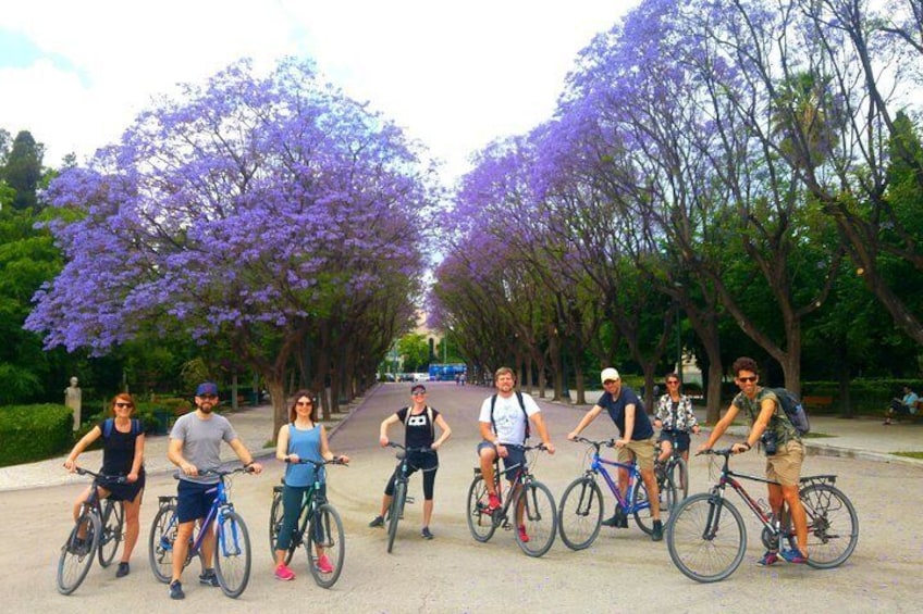 Jacarandas blooming in Athens