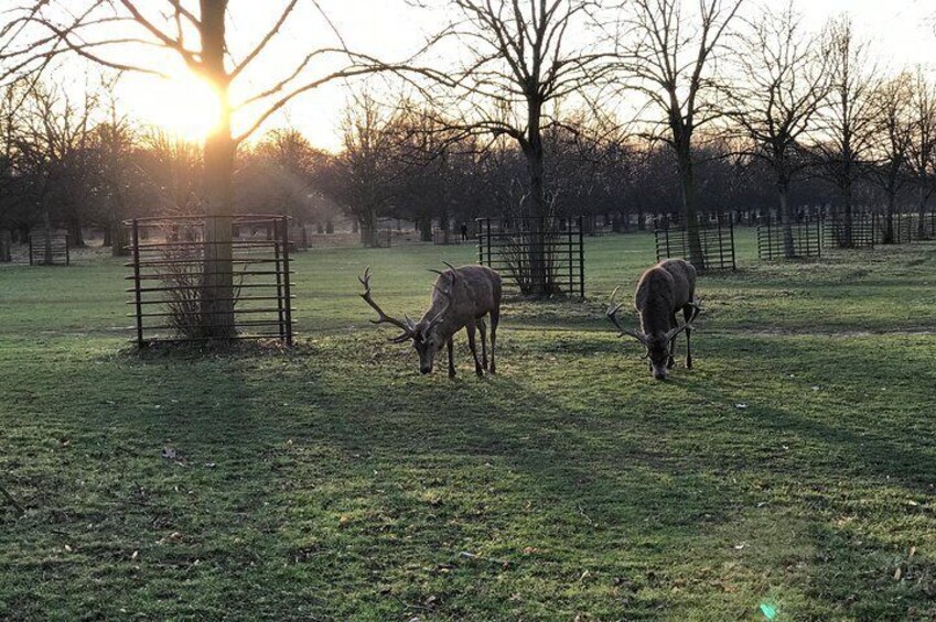 Deer in Bushy Park