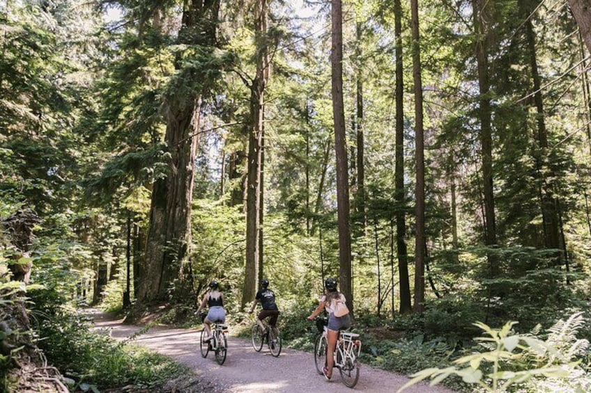 Experience the dense temperate rainforest