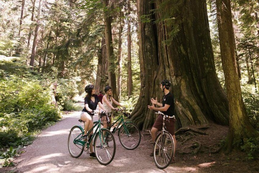 600 year old cedar trees hidden in the dense forest! 