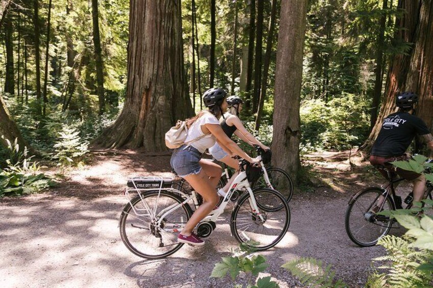 Dense rainforest trails in Stanley Park