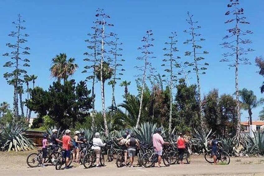 SoCal Riviera Electric Bike Tour of La Jolla and Mount Soledad