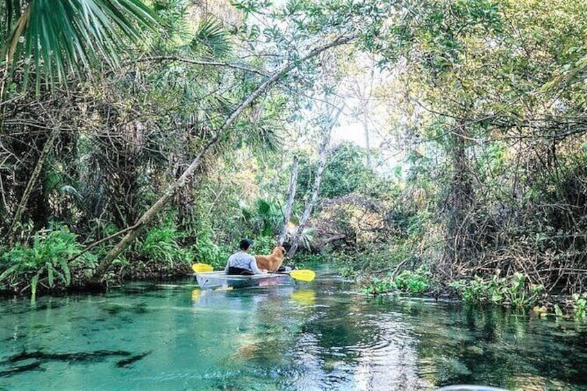 Show item 3 of 7. 2-Hour Glass Bottom Guided Kayak Eco Tour in Rock Springs (Small-Group)