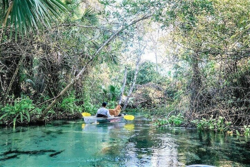 2-Hour Glass Bottom Guided Kayak Eco Tour in Rock Springs (Small-Group)