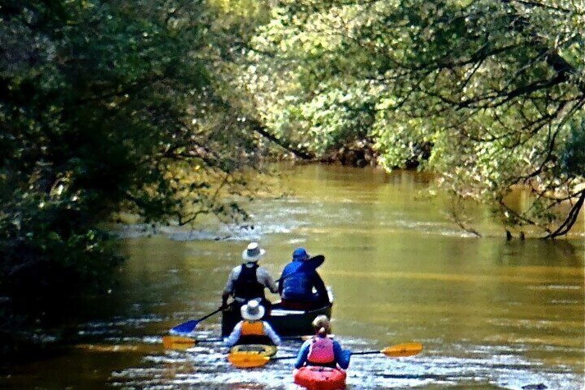 Show item 2 of 8. 10 Mile Wekiva River Paddle from Wilson's Landing to Highbanks