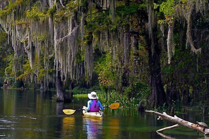 Show item 4 of 8. 10 Mile Wekiva River Paddle from Wilson's Landing to Highbanks