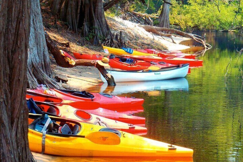 Show item 3 of 8. 10 Mile Wekiva River Paddle from Wilson's Landing to Highbanks