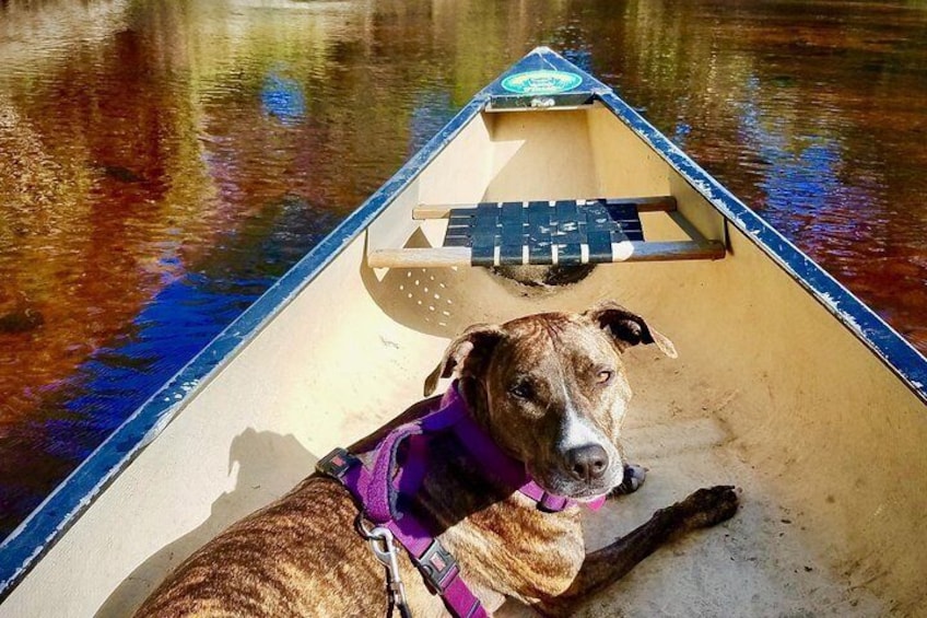 Econlockhatchee River Kayak Tour