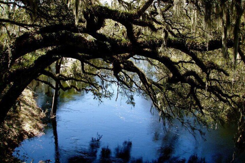 Econlockhatchee River Kayak Tour