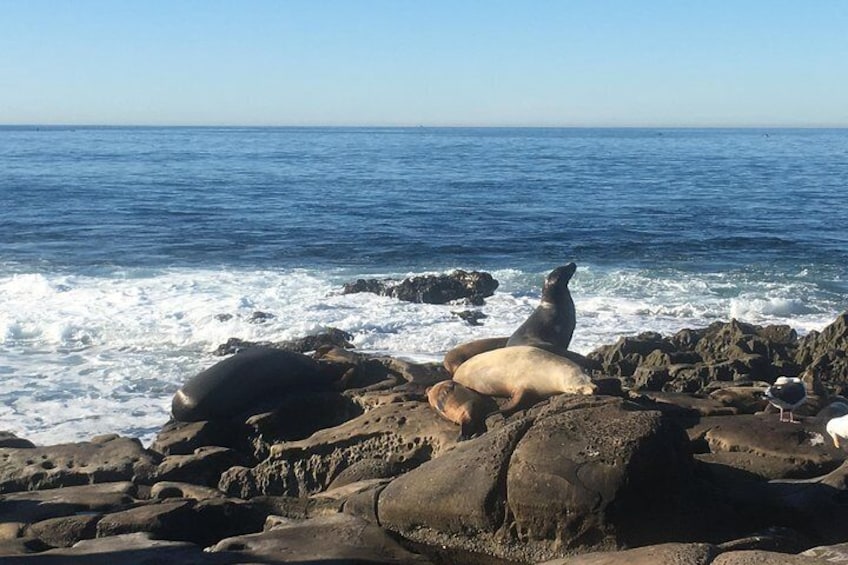 Seal or Sea Lion? You be the judge!