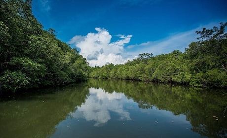 Mangrove River Tour