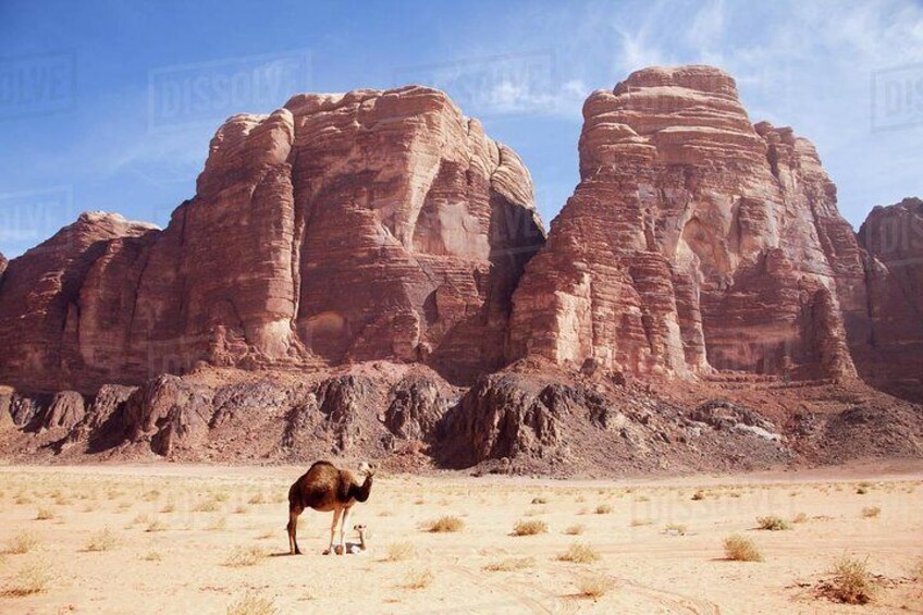 One Day Tour Wadi Rum