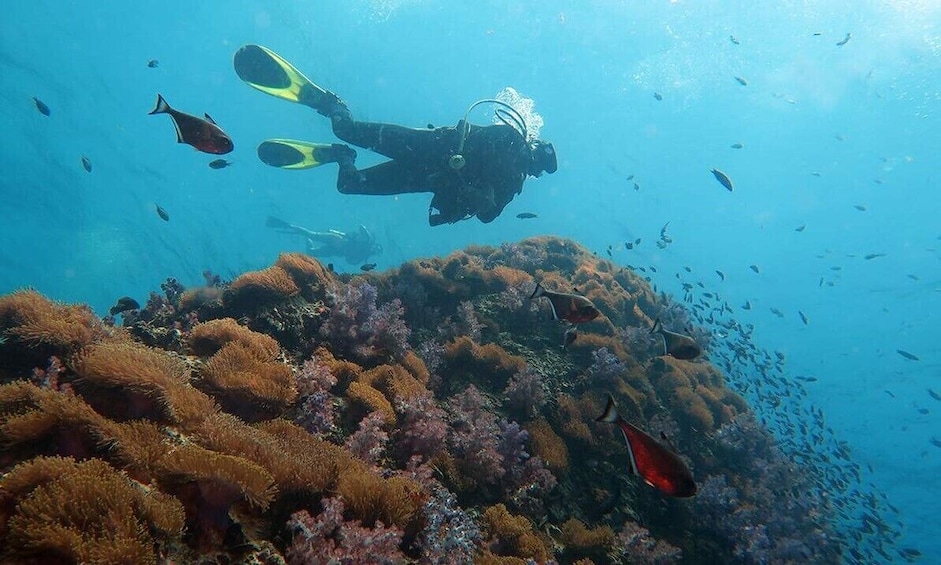 PADI Diving Courses by Bali Hai Cruise