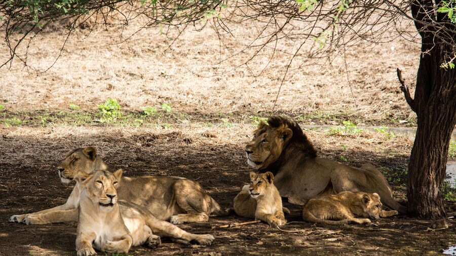 6-Day Wildlife Tour of Gujarat from Ahmedabad