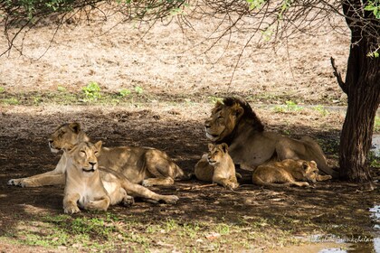 9-Day Wildlife Tour of Gujarat: Asiatic Lions Wild Asses from Ahmedabad