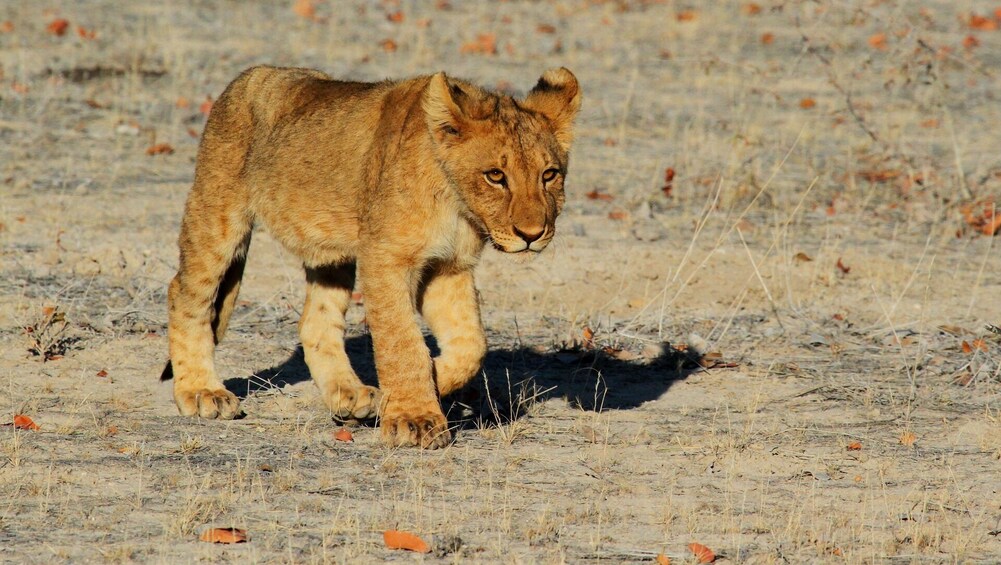 Show item 2 of 3. Etosha NP & Swakopmund Safari 4 Days/ 3 Nights