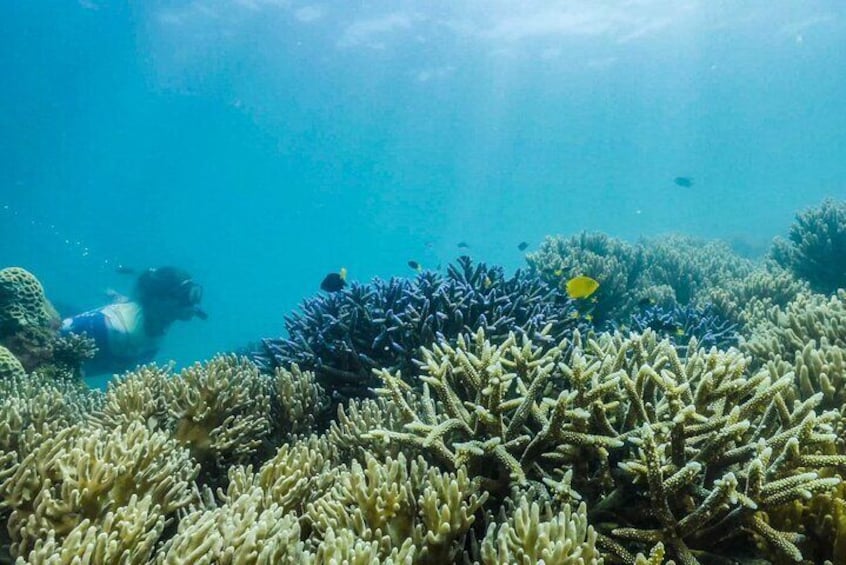 Fitzroy Island Transfers and Tours from Cairns