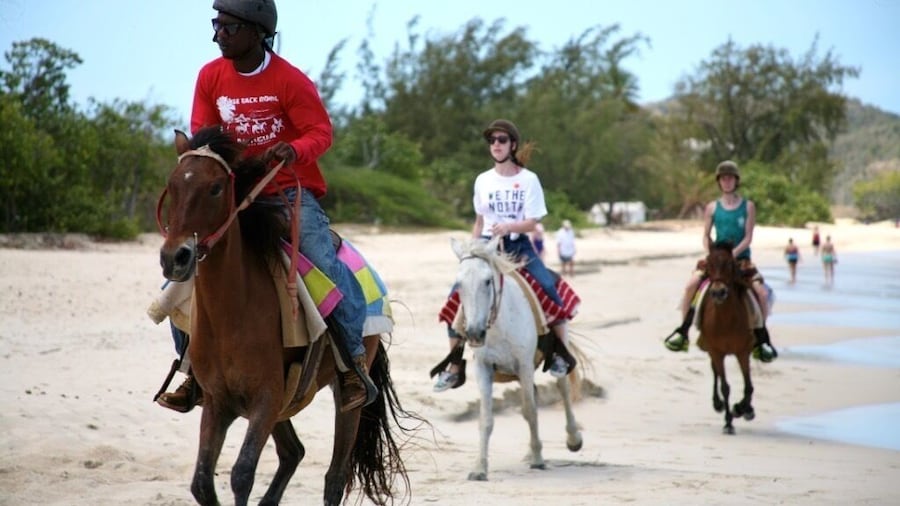 Antigua Horseback Beach Experience